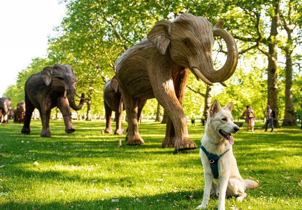 Get down to the Royal Parks now!  Don't miss these amazing elephants - all raising awareness &amp; funds for conservation work in Asia. <a href="/elephantfamily/">Elephant Family</a> <a href="/CoExistence_UK/">CoExistence.Story</a> <a href="/britishasiantst/">British Asian Trust</a>