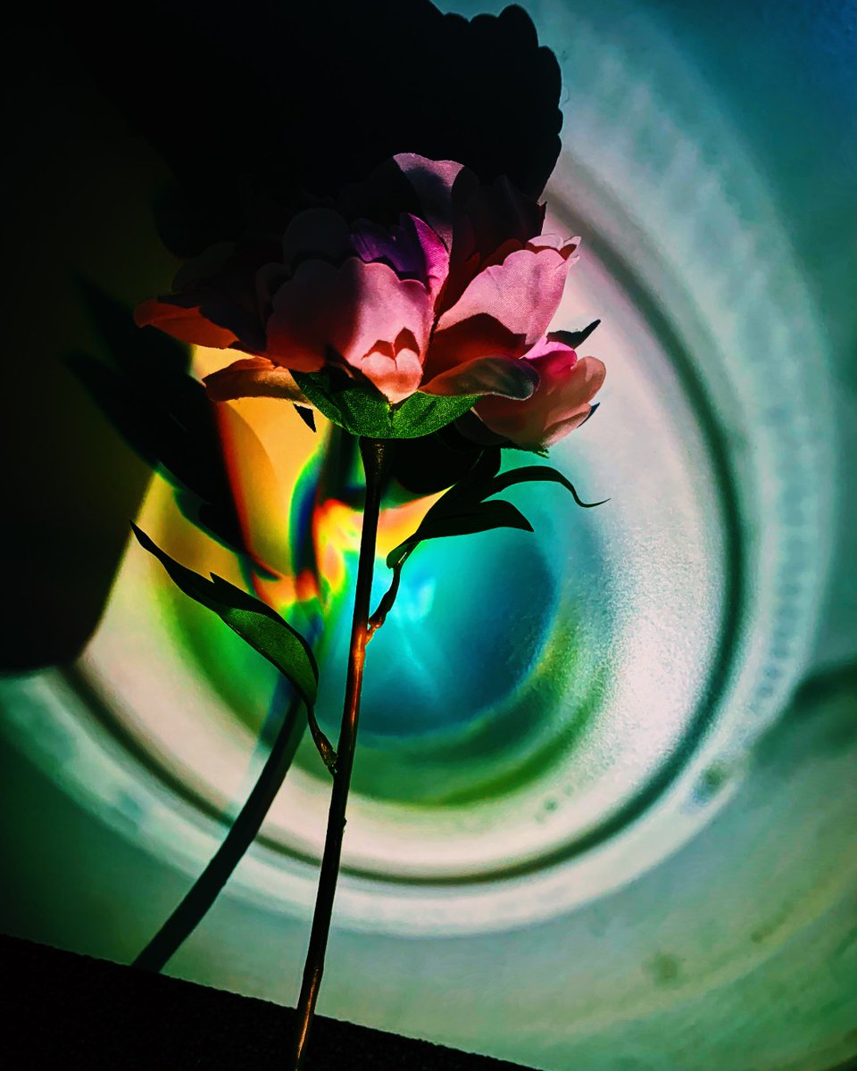 BlackpoolSixth's tweet image. 🌱📸  Nature Photography Day 📸 🌱

Photo by Lower Sixth photography student Emily Mellow.