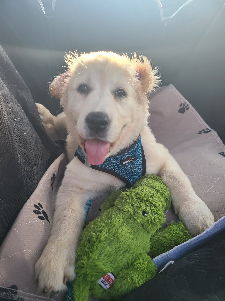 stacyrest's tweet photo. @Goldretrieveru2 @PlaceKais Byrdie Blue shares her offering with a bonus double-ear kaboom 💥 #Tongueouttuesday https://t.co/TG5WDPLnTD