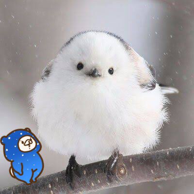 すずめのtwitterイラスト検索結果