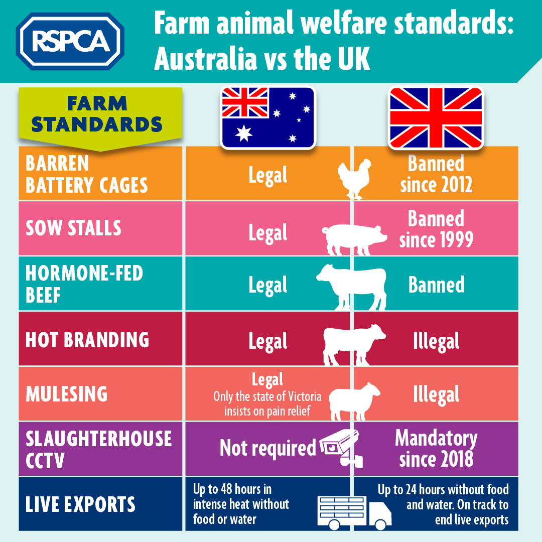 A free trade deal is being signed with Australia which could allow lower welfare imports 🇦🇺🐑👩‍🌾 This would be a big mistake; animals, the public, and farmers deserve better. We'll now push for protection of our standards within the deal bit.ly/3gjIkg3 #ActNowForAnimals