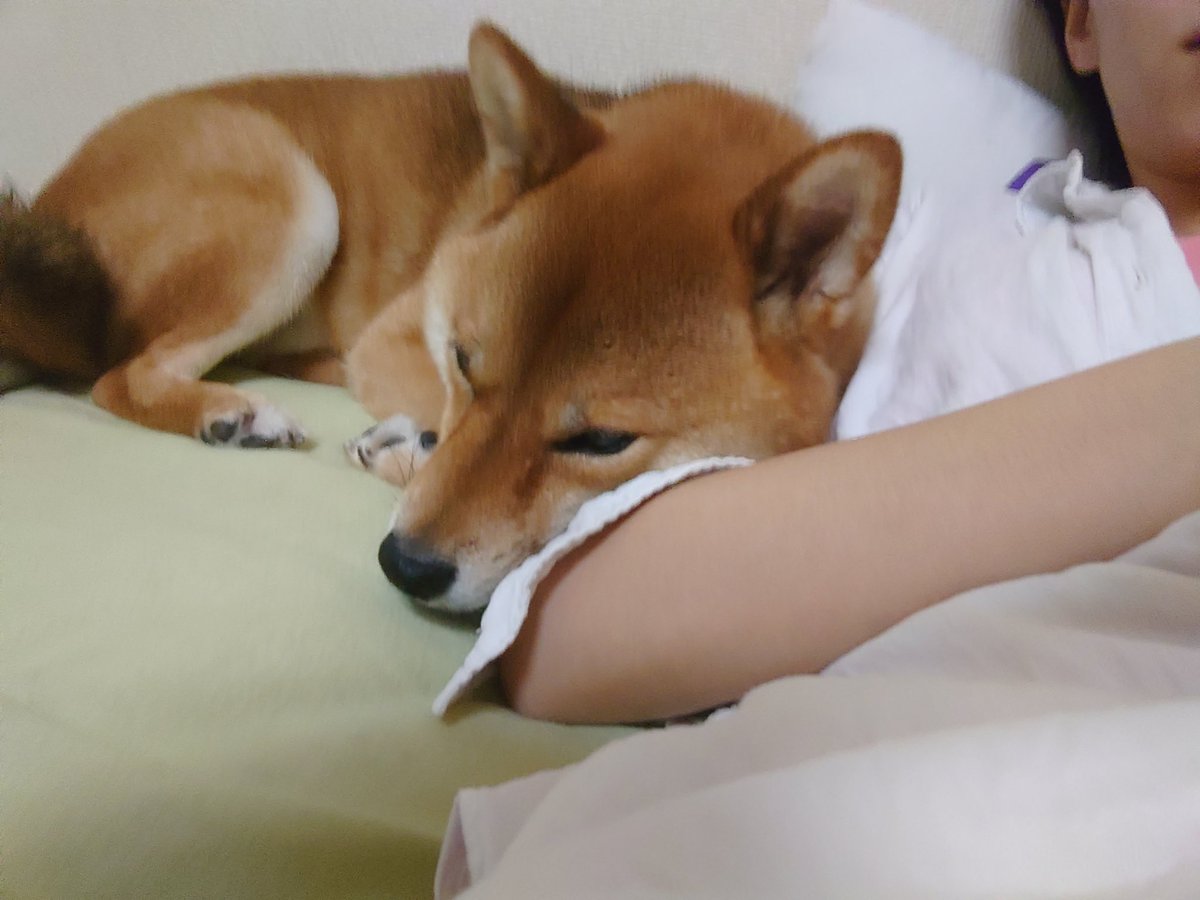温もりカフェ お知らせ 明日 6月16日 の営業は変則的です 12 00 19 00 Open 途中15 00 16 30は貸し切りとなります 貸し切りのご相談もちろんお受けしております お気軽にお申し付け下さい 温もりカフェ 保護犬 カフェ Cafe チワワ 温もりカフェ お知らせ 明日 6月16日 の営業は変則的です 12 00 19 00 Open 途中15 00 16 30は貸し切りとなります 貸し切りのご相談もちろんお受けしております お気軽にお申し付け下さい 温もりカフェ 保護犬 カフェ Cafe チワワ