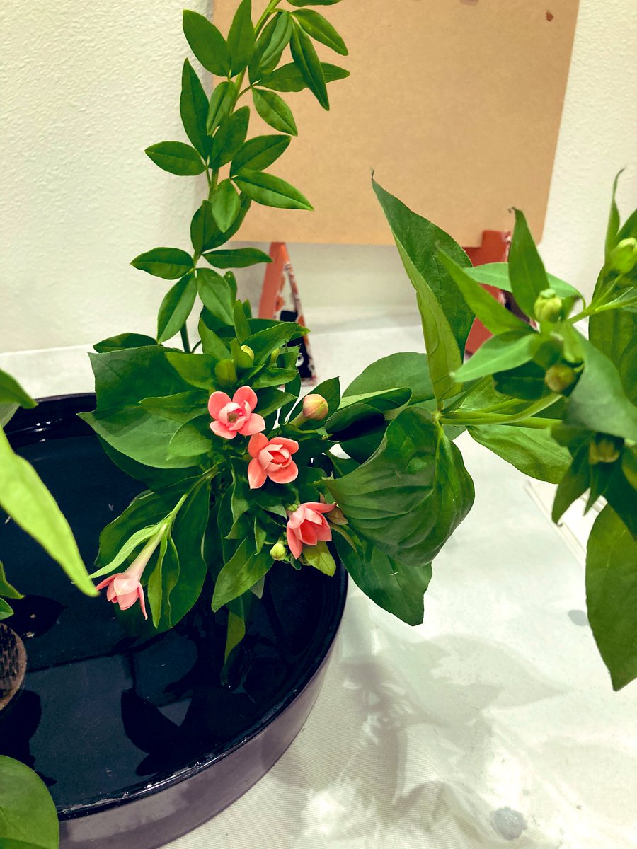 ট ইট র 鹿児島大学華道部 こんばんは 今日はお稽古でした 今日は雨でしたが かわいい実やお花を観て気分リフレッシュ 花材 ソケイ 緑の小さい葉のついた植物 ブーバルジア ピンクの花が咲いてる植物 ルスカス 大きな緑の葉のついた植物 ট ইট র 鹿児島大学華道部 こんばんは 今日はお稽古でした 今日は雨でしたが かわいい実やお花を観て気分リフレッシュ 花材 ソケイ 緑の小さい葉のついた植物 ブーバルジア ピンクの花が咲いてる植物 ルスカス 大きな緑の葉のついた植物
