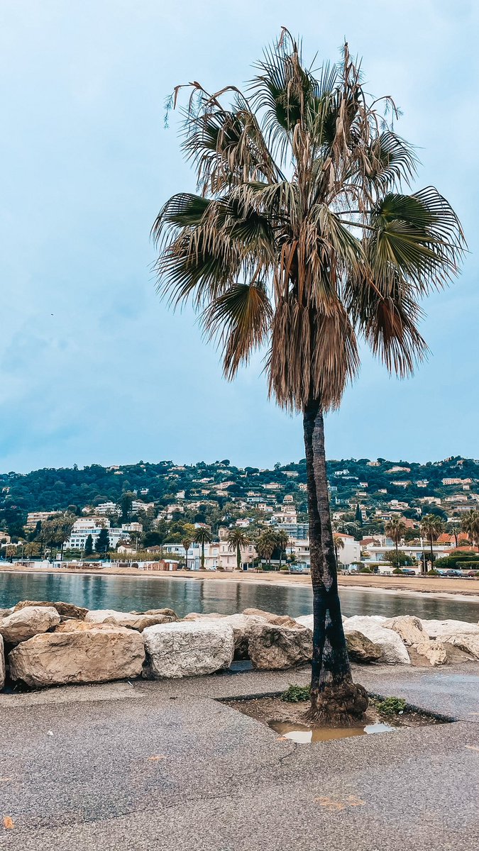 DermengiuMarian's tweet photo. I Love #France 📸@DermengiuMarian #GolfeJuan #AlpesMaritimes #Travel #photograghy #CotedAzur #Tweeter #ExploreCoteDazur #beautifulplace #Sea #CotedAzurFrance #City #travelphotography #Napoleon #PACA #Festival #landscapephotography #Traveling #Mediterranean https://t.co/0Q4gQ8Im2H