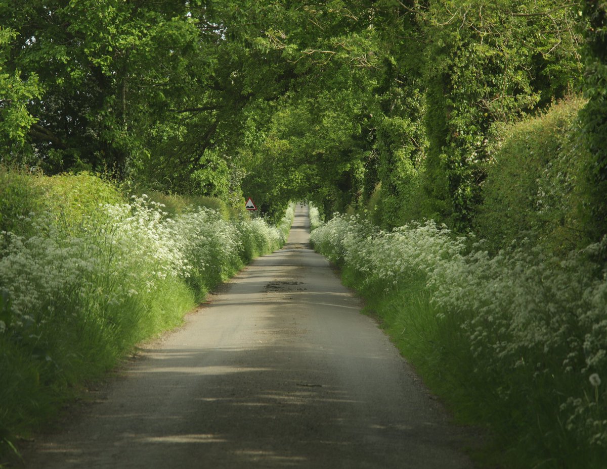 A lush tunnel of green for everyone.

#britishlandscape #britishcountryside #ruralengland