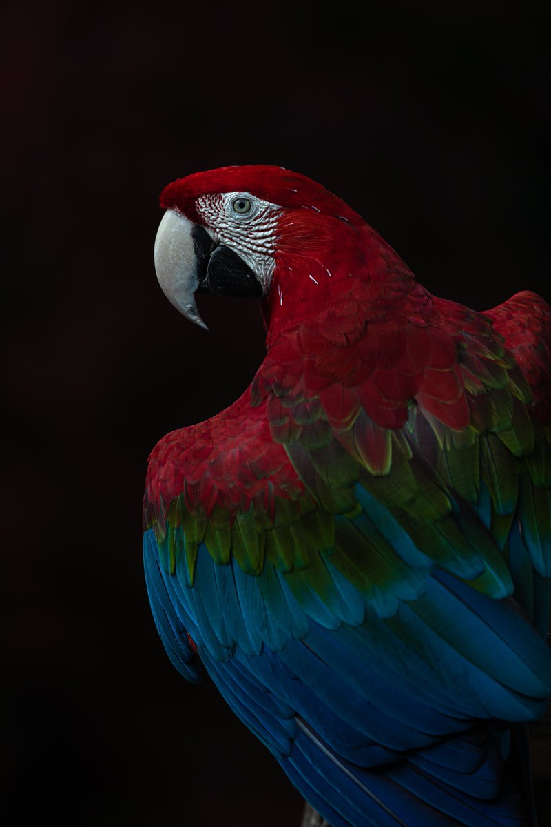 Sk على تويتر 赤が美しい オウムインコの日 ベニコンゴウインコ