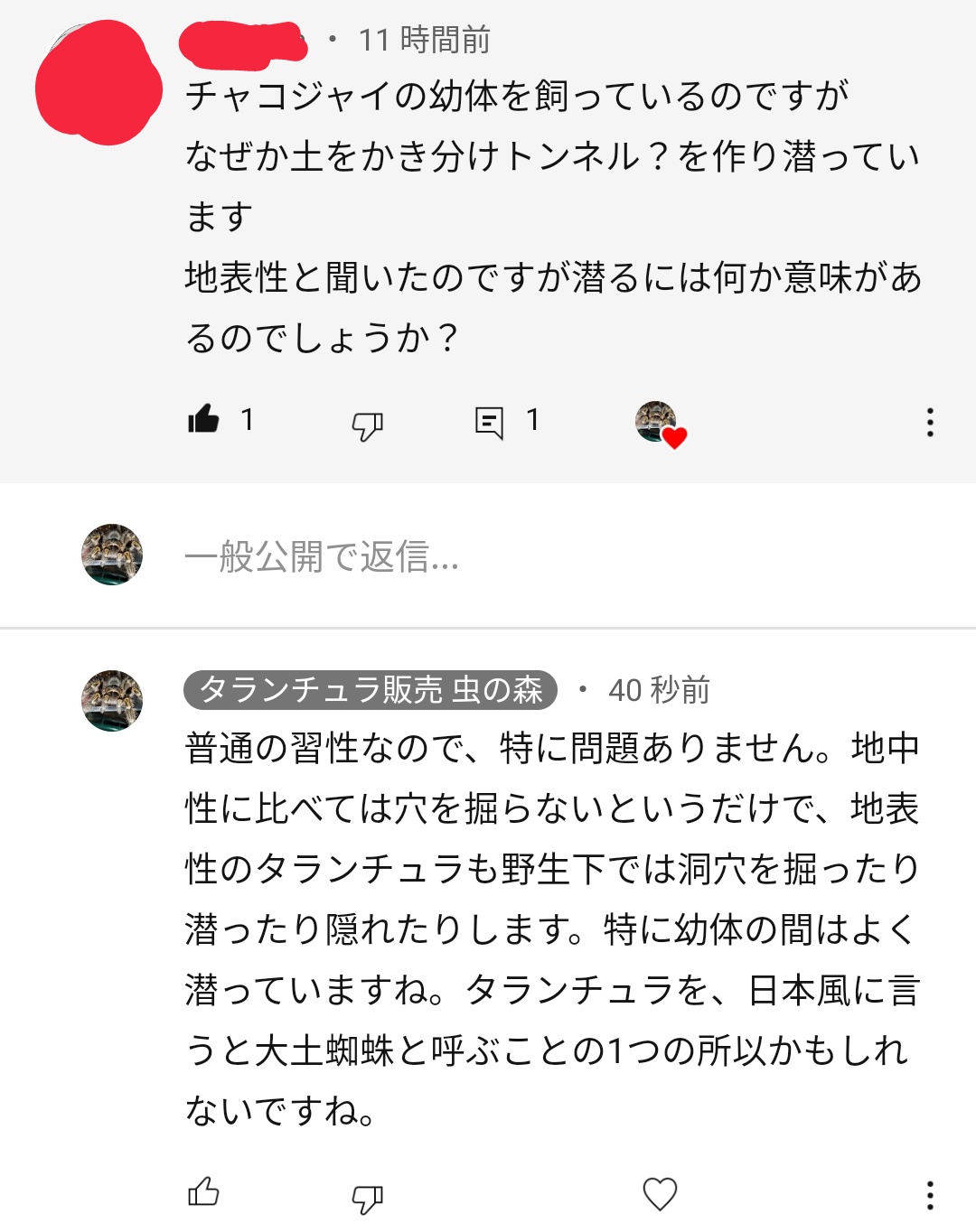 虫の森 タランチュラ サソリ Auf Twitter 地表性 棲 のタランチュラ っていう言葉はかなり語弊があるとは分かっているんだけど それに代わる良い言葉がいまいち見つからないんですよね T Co Rsstucmoxa Twitter