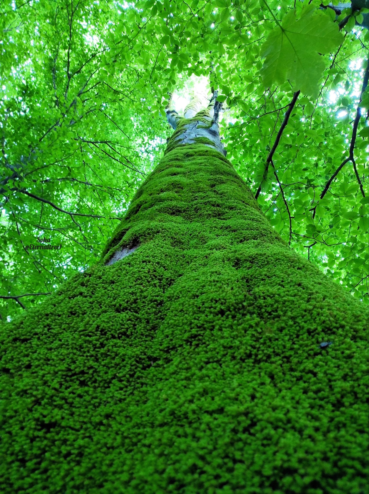 Oldtree I Visited The Queen Of Trees She Was So Awe Inspiring Amp Greeted Me With Drops Of Tree Wine On My Head And Face Thicktrunktuesday Tree Trunk Forest Nature Naturephotography