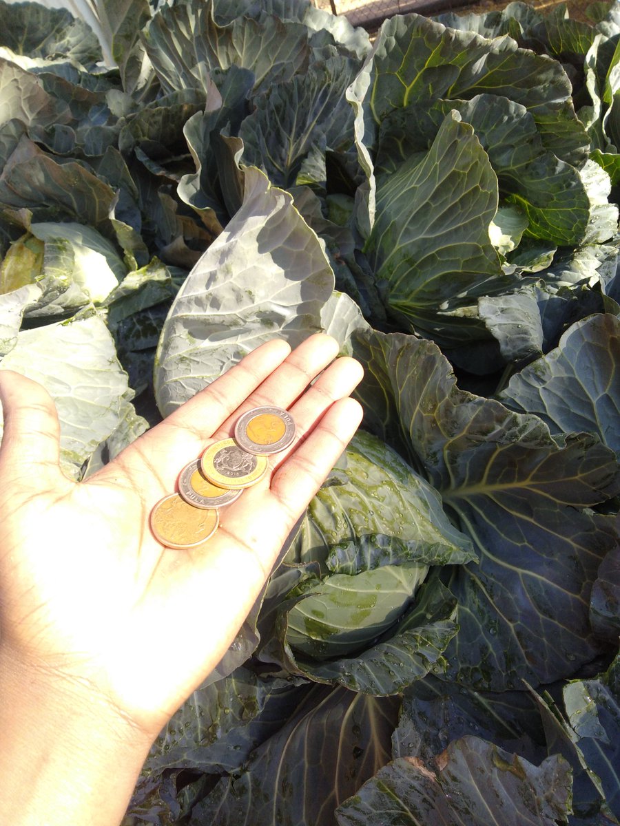 ashkabre tweet media