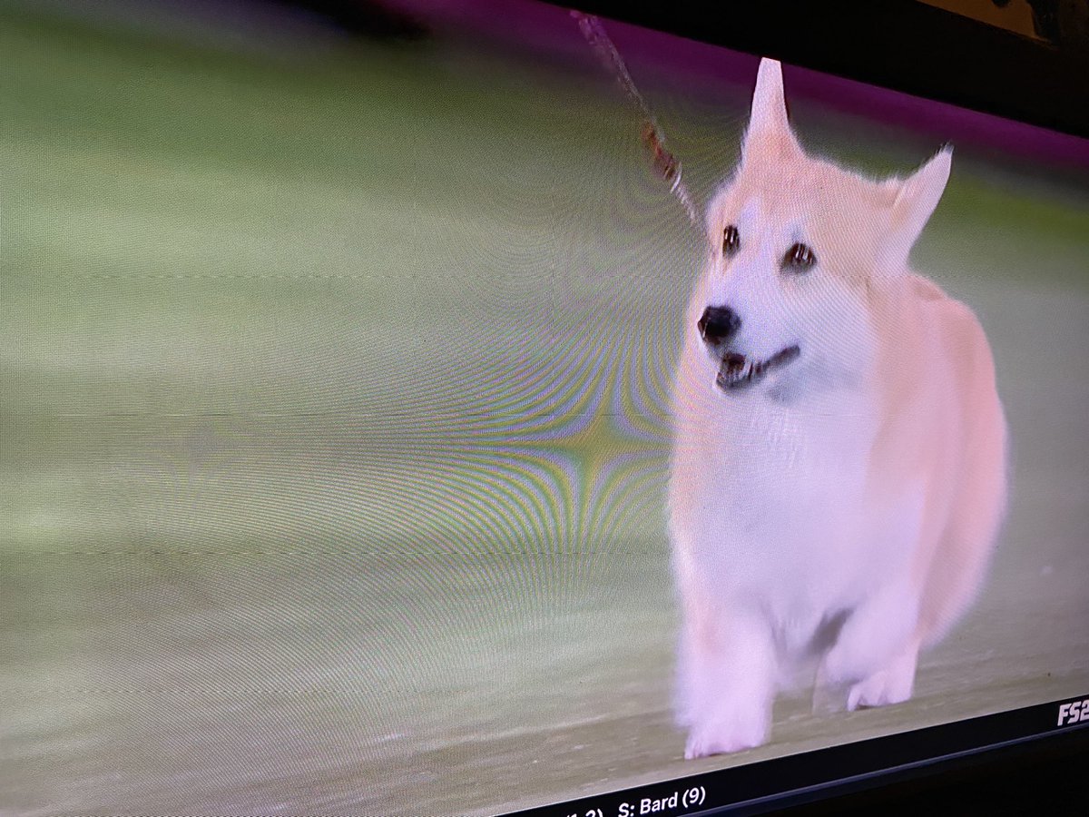 CanvasAssassin's tweet photo. Every Pembroke Welsh Corgi I see is Atticus. GIVE MY MAN HIS CROWN. #InfinityTrain #InfinityTrainHBOMax #RenewInfinityTrain #FinishInfinityTrain #SaveInfinityTrain #WatchInfinityTrain #WestminsterDogShow https://t.co/fkEpL4MoYF