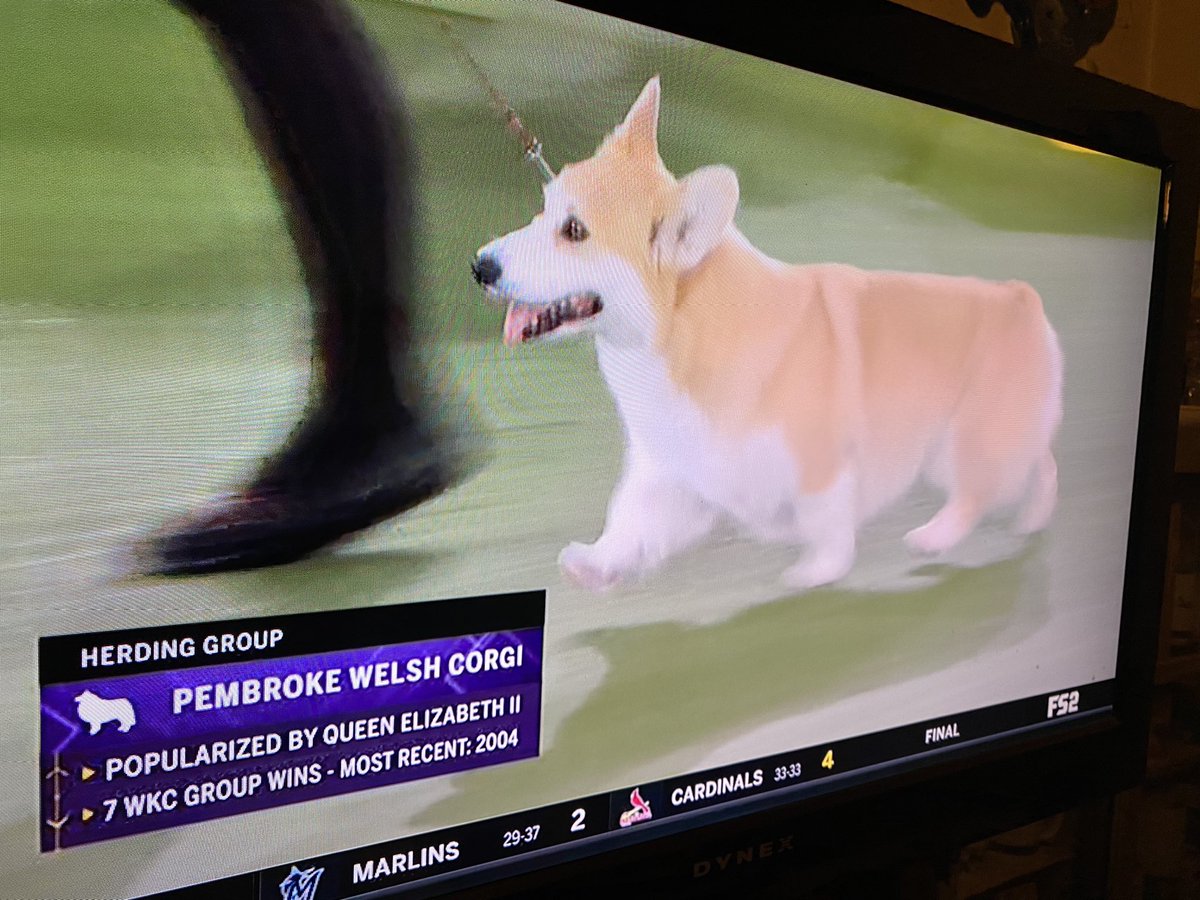 CanvasAssassin's tweet photo. Every Pembroke Welsh Corgi I see is Atticus. GIVE MY MAN HIS CROWN. #InfinityTrain #InfinityTrainHBOMax #RenewInfinityTrain #FinishInfinityTrain #SaveInfinityTrain #WatchInfinityTrain #WestminsterDogShow https://t.co/fkEpL4MoYF