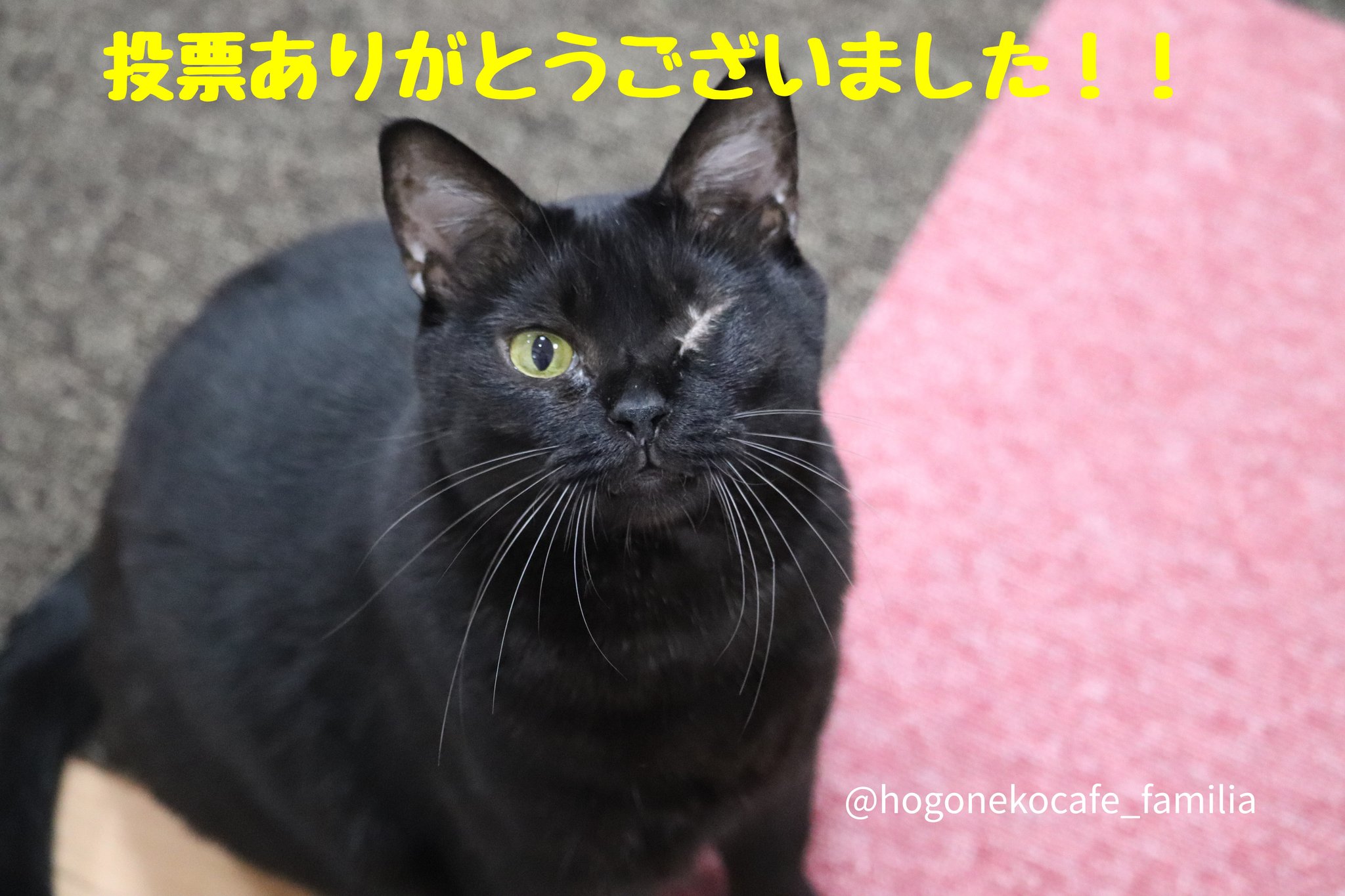 保護ねこcafefamilia Catcafefamilia Twitter