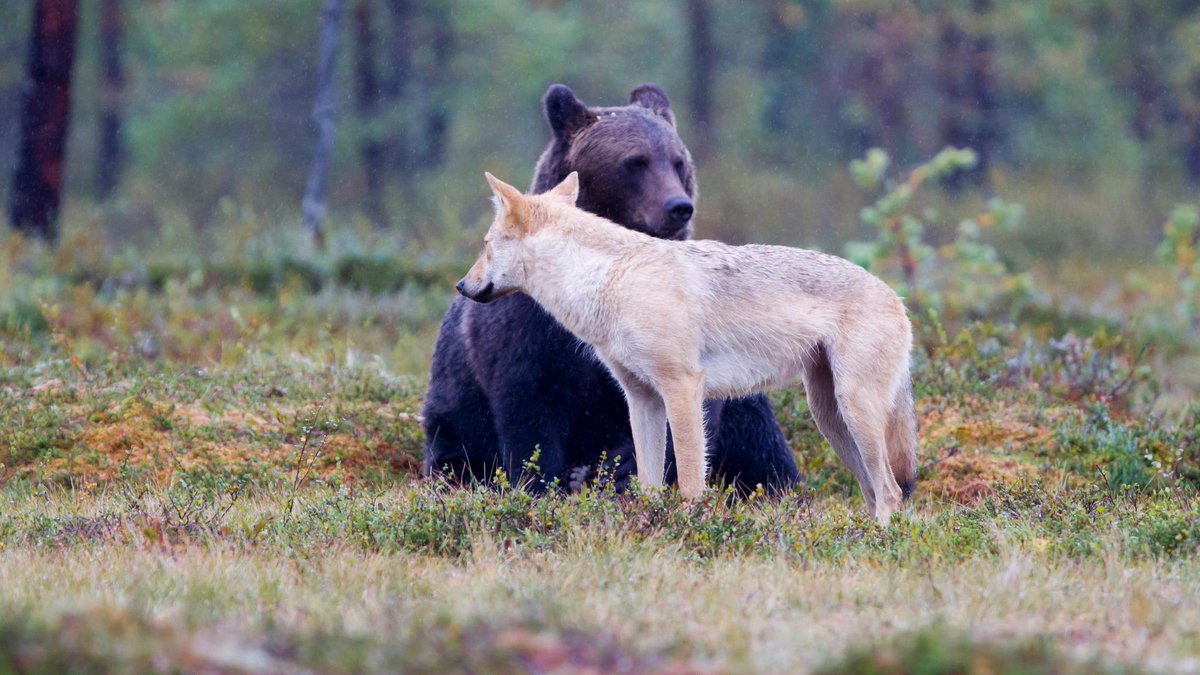 DiscoverFinland's tweet photo. The area on Finland’s eastern border around Kainuu, Kuhmo and Suomussalmi is called Wild Taiga, an area of unspoilt wilderness nature, offering a unique opportunity to see large carnivores like bears, wolves, and wolverines in their natural habitat: https://t.co/rpd4Zvl3ra https://t.co/BQbm4ZioHJ