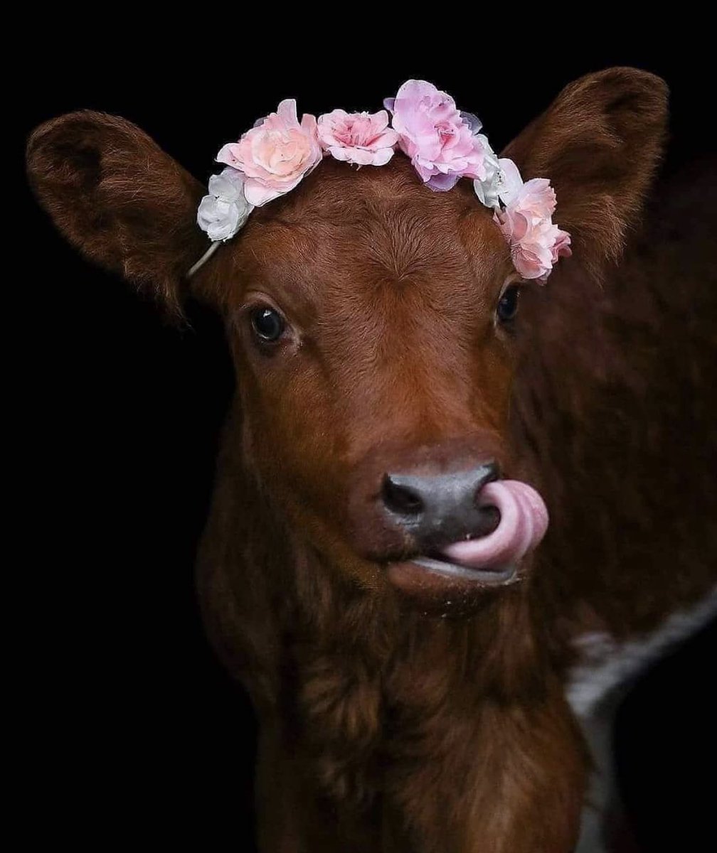 Cow tweet media
