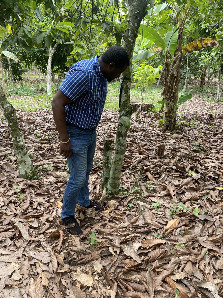 johndumelo's tweet photo. As at 2015, the average age of a Cocoa farmer in Ghana was 51years. It means the youth are not interested in cocoa….it’s worrying. We need to take urgent steps to attract the youth to farm Cocoa Or we will lose our world’s 2nd largest producer of Cocoa spot. #agricisbae #cocoa https://t.co/LE0urtyr3q