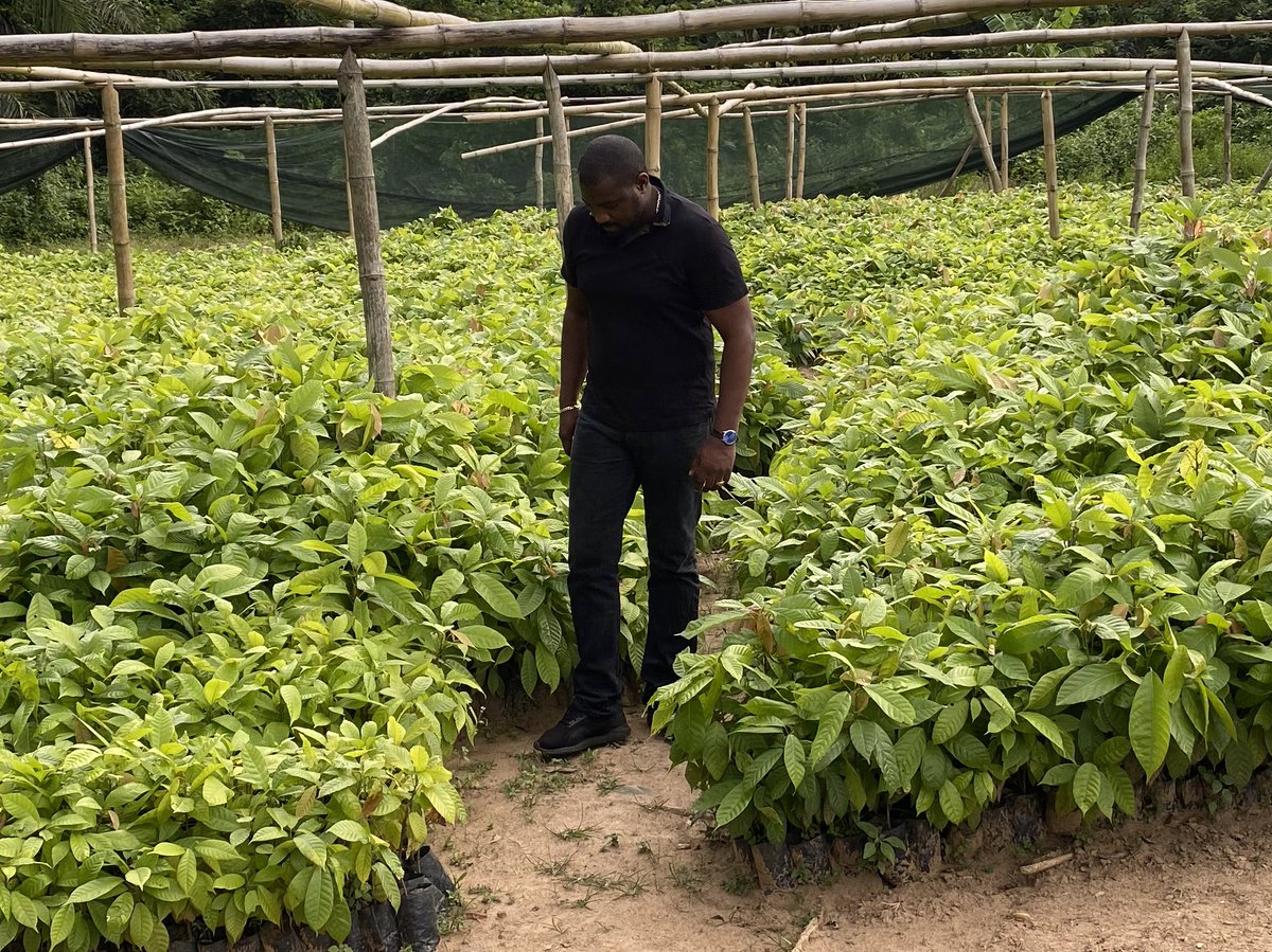 johndumelo's tweet photo. As at 2015, the average age of a Cocoa farmer in Ghana was 51years. It means the youth are not interested in cocoa….it’s worrying. We need to take urgent steps to attract the youth to farm Cocoa Or we will lose our world’s 2nd largest producer of Cocoa spot. #agricisbae #cocoa https://t.co/LE0urtyr3q