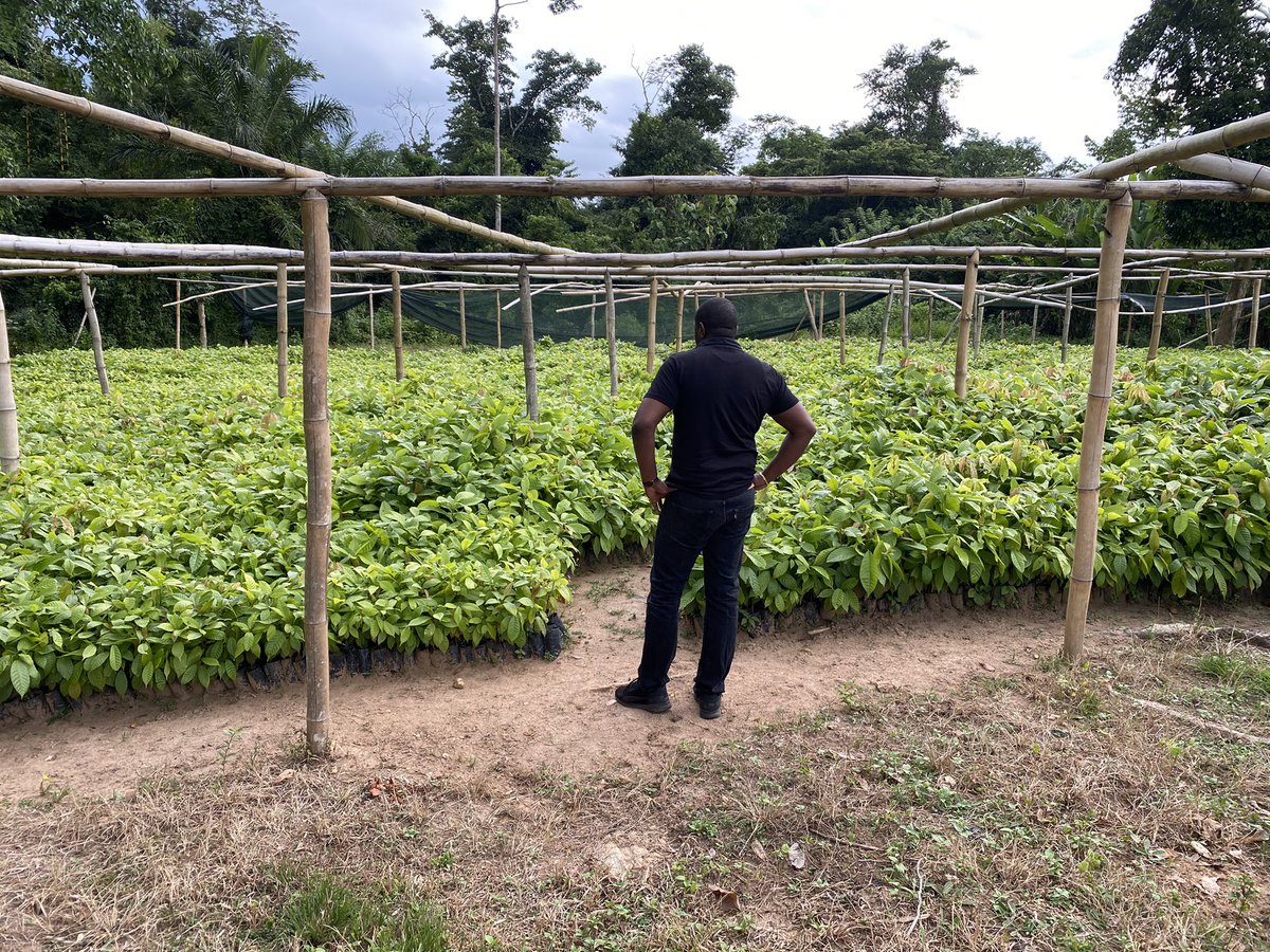 johndumelo's tweet photo. As at 2015, the average age of a Cocoa farmer in Ghana was 51years. It means the youth are not interested in cocoa….it’s worrying. We need to take urgent steps to attract the youth to farm Cocoa Or we will lose our world’s 2nd largest producer of Cocoa spot. #agricisbae #cocoa https://t.co/LE0urtyr3q