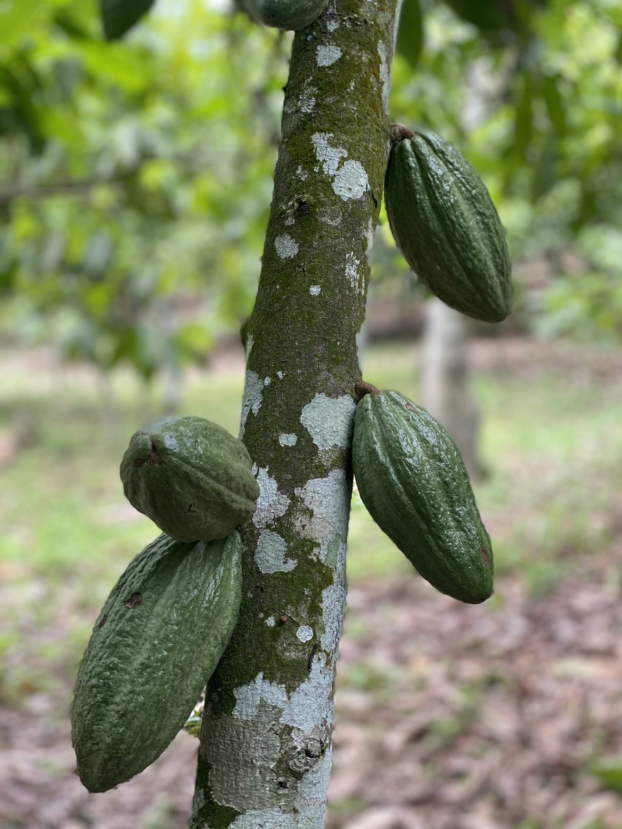 johndumelo's tweet photo. As at 2015, the average age of a Cocoa farmer in Ghana was 51years. It means the youth are not interested in cocoa….it’s worrying. We need to take urgent steps to attract the youth to farm Cocoa Or we will lose our world’s 2nd largest producer of Cocoa spot. #agricisbae #cocoa https://t.co/LE0urtyr3q