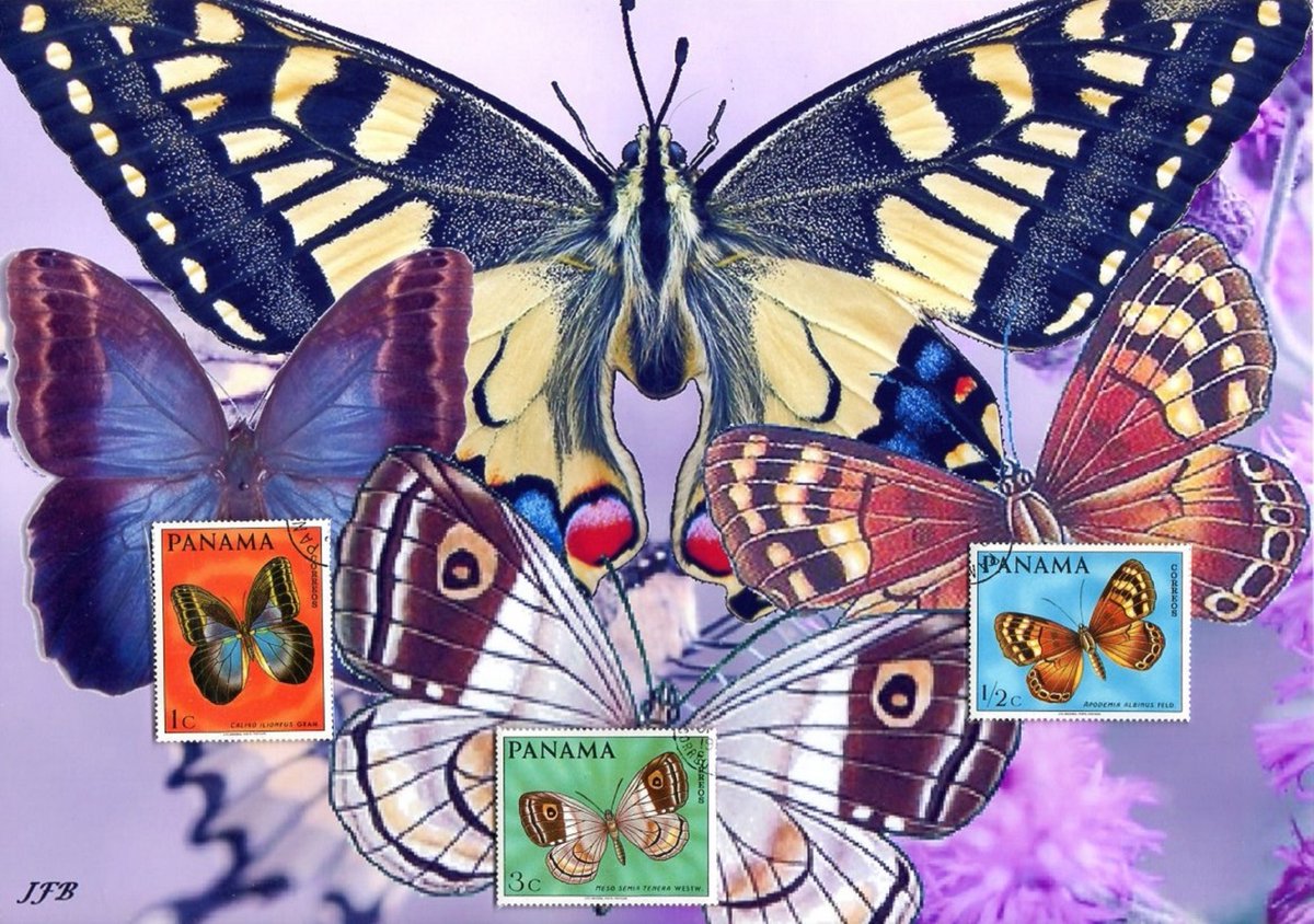 barbierjeanf's tweet photo. Hello everyone,
I present to you my latest creation :
THE BUTTERFLY DANCE
two A4 prints with vintage stamps
https://t.co/uCInouHj8K
#butterflies #multicoloredinsects #animalsfauna #philately #workofart #colorprints #natureart #walldecor #livingroomdecor #vintagestamps #wildlife https://t.co/Sv02mUe1JB