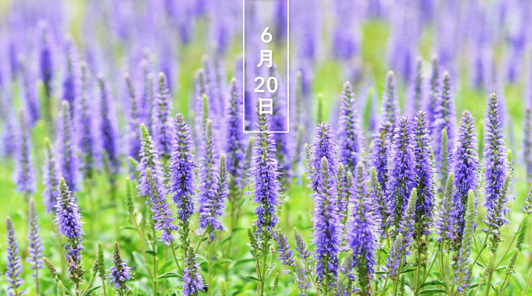 暦生活 こよみせいかつ ベロニカ 花の日めくり 花言葉 忠実 オオバコ科ルリトラノオ属 あるいはクワガタソウ属の園芸植物をさします 北半球に広く分布し 4 11月 青系統の花を穂状につけます 花言葉 は キリスト教の聖女ベロニカにちなみます