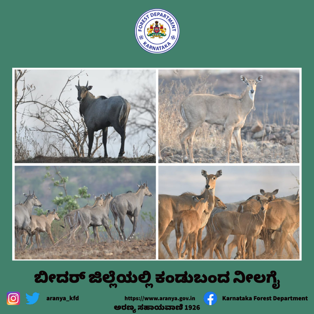 aranya_kfd's tweet photo. ಬೀದರ್ ಜಿಲ್ಲೆಯ ಔರಾದ್ ತಾಲ್ಲೂಕಿನಲ್ಲಿ ನೀಲಗೈ ಹಿಂಡುಗಳ ಪತ್ತಿಯಾಗಿದ್ದು, ಇದು ಕರ್ನಾಟಕದಲ್ಲಿ ಮೊದಲ ಬಾರಿಗೆ ದಾಖಲಿಸಲಾಗಿದೆ. ಹುಲ್ಲೆಗಳ ಜಾತಿಗೆ ಸೇರಿದ ನೀಲಗೈ, ಚಿಂಕಾರ, ಕೃಷ್ಣ ಮೃಗ ಮತ್ತು ಕೊಂಡು ಕುರಿ ಈಗ ಬೀದರ್‌ನಲ್ಲಿವೆ. @SivasankarIFS @Vivek97970977 https://t.co/F5ywDe5DCF
