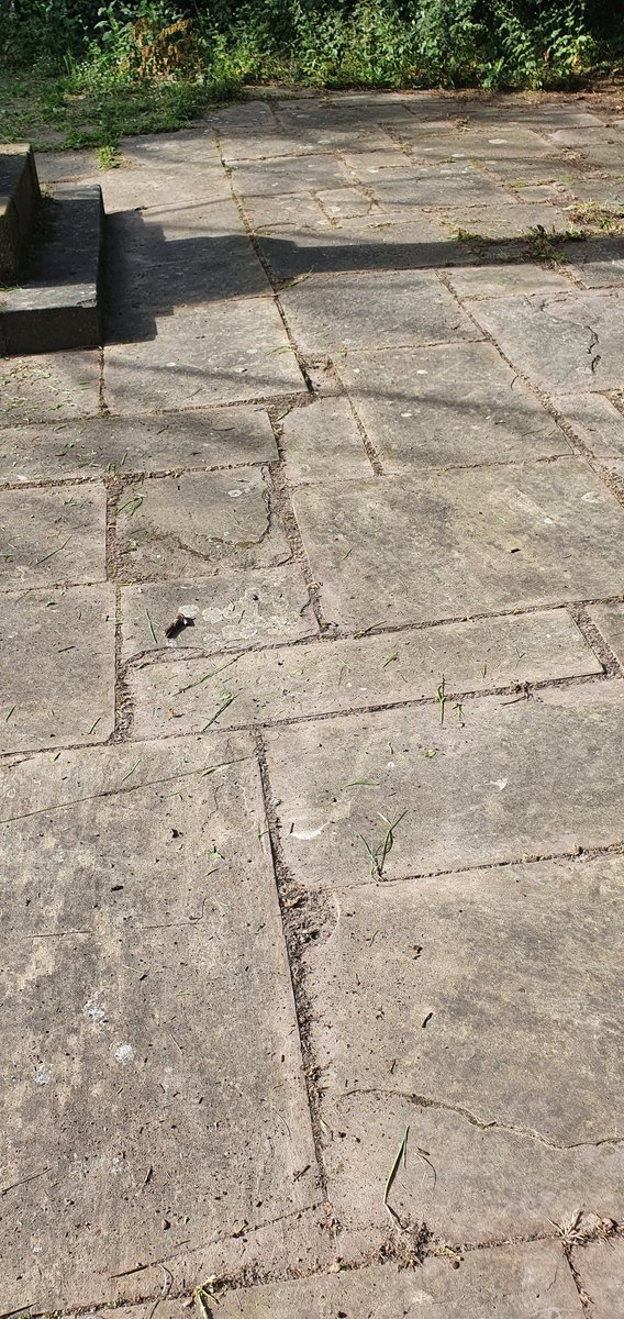 This is what slabs shouldn't and should look like. Much better after abit of strimming 👌