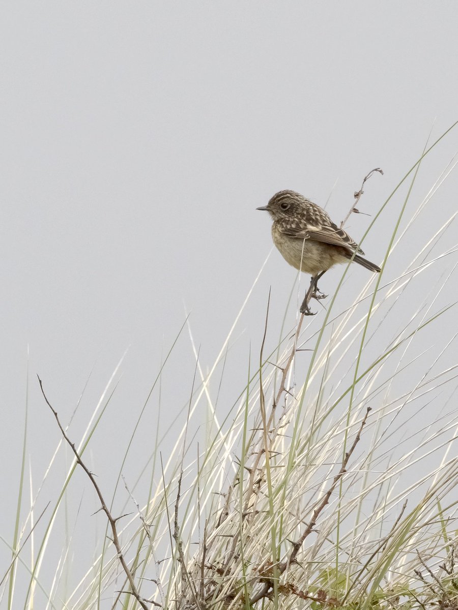 petedaviesphoto's tweet photo. The children are our future
Juvenile stonechat @KenfigWarden #kenfigpool https://t.co/UmEwSgd73R