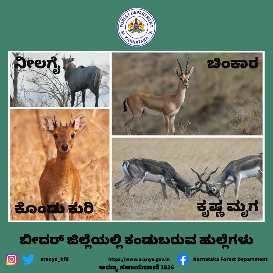 aranya_kfd's tweet photo. ಬೀದರ್ ಜಿಲ್ಲೆಯ ಔರಾದ್ ತಾಲ್ಲೂಕಿನಲ್ಲಿ ನೀಲಗೈ ಹಿಂಡುಗಳ ಪತ್ತಿಯಾಗಿದ್ದು, ಇದು ಕರ್ನಾಟಕದಲ್ಲಿ ಮೊದಲ ಬಾರಿಗೆ ದಾಖಲಿಸಲಾಗಿದೆ. ಹುಲ್ಲೆಗಳ ಜಾತಿಗೆ ಸೇರಿದ ನೀಲಗೈ, ಚಿಂಕಾರ, ಕೃಷ್ಣ ಮೃಗ ಮತ್ತು ಕೊಂಡು ಕುರಿ ಈಗ ಬೀದರ್‌ನಲ್ಲಿವೆ. @SivasankarIFS @Vivek97970977 https://t.co/F5ywDe5DCF