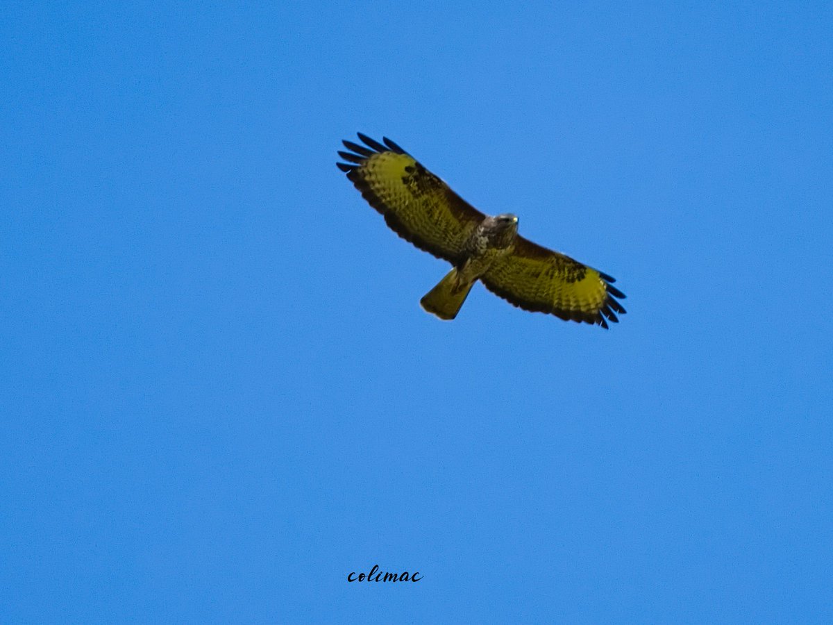 colimac1's tweet photo. Good Morning All, I hope you have a great Tuesday.
#wildlife #BirdsOfPrey #nature #photography https://t.co/Q75qXOYaKe