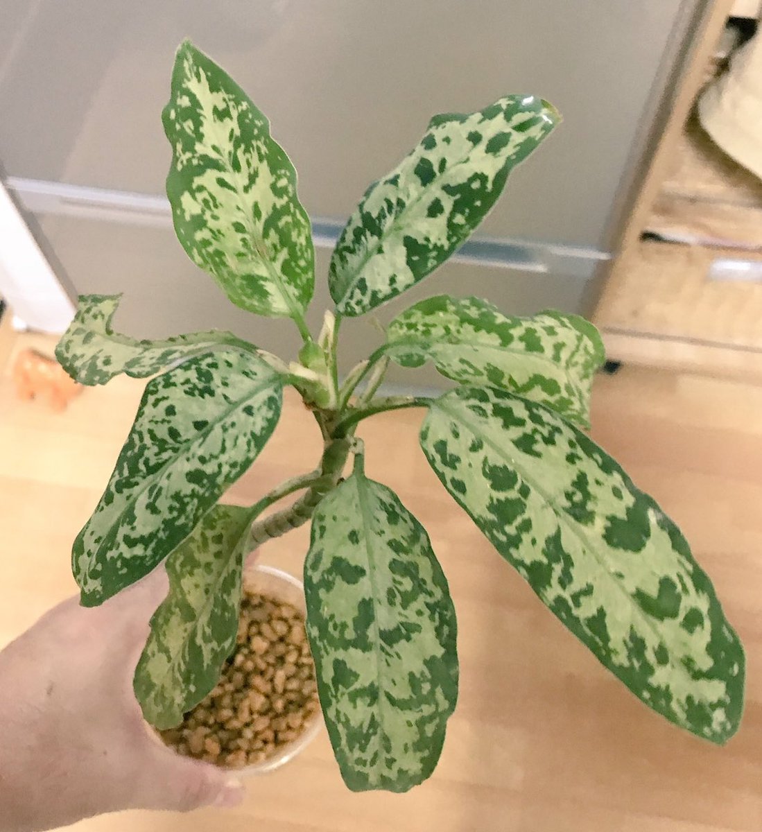 ryoku_33's tweet photo. #kn3 
少し購入時に近付いて来た⁉️
3枚目はLA3.8とツーショット🌱🌱 https://t.co/JziY0mSchH