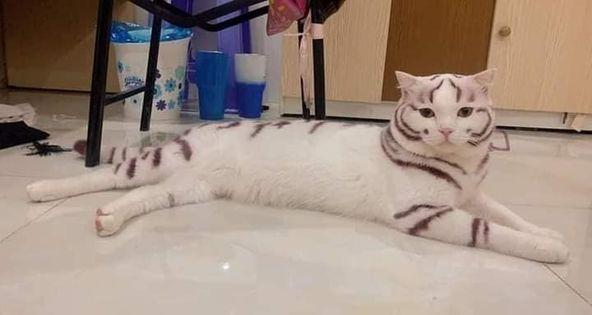 ZOO_FESS's tweet photo. Macan cantik tergemoy zoo https://t.co/PjfSnN2LQC