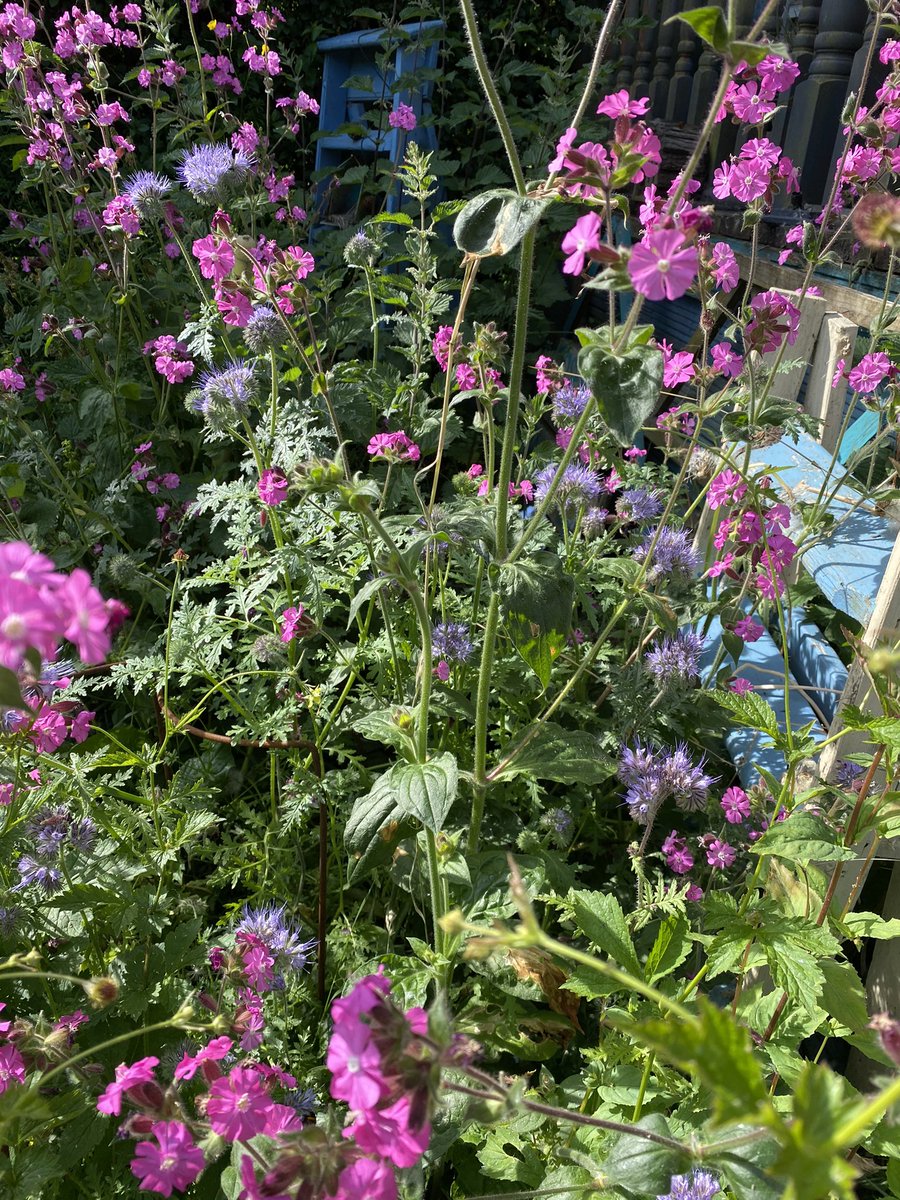 Emily98872200's tweet photo. A calm 10 minutes in the garden with a coffee after the school run. About to attempt to record my VIVA exam for @DerbyUni @st_helenas_uni . A little bit of zen so I hopefully get it done in a couple of recordings!! #notstressing #studentnurse #wildflowers #rose https://t.co/3X1XKfiIW0