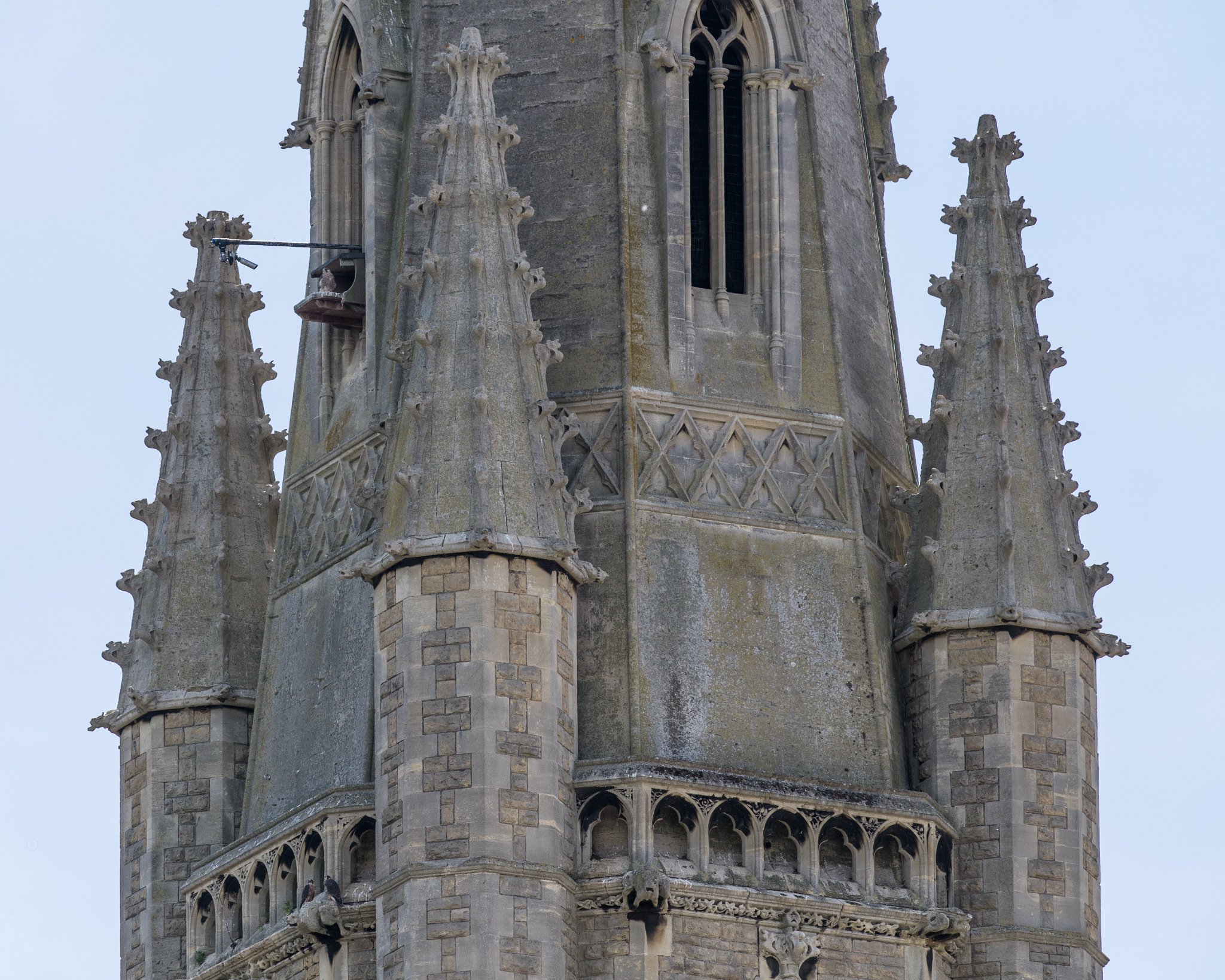 Bath Peregrines on Twitter: "I've recently been asked where the nest ...