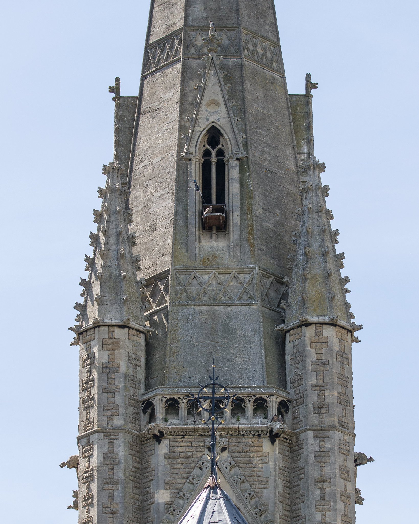 Bath Peregrines on Twitter: "I've recently been asked where the nest ...