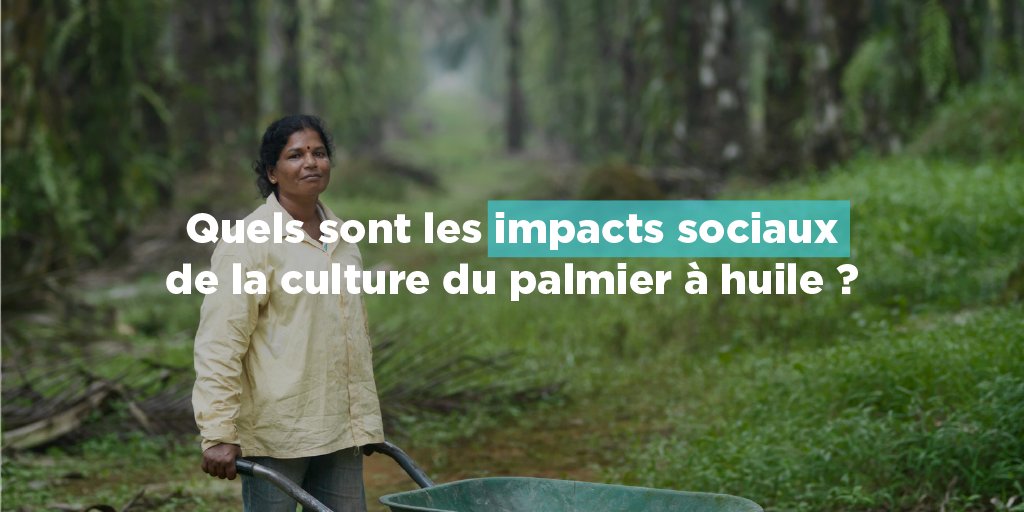 Conditions de travail des ouvriers agricoles, situation des petits producteurs et peuples autochtones…autant d’enjeux sociaux qui gravitent autour de la culture de l’huile de palme. Quelles solutions apportées par la production durable d'huile de palme?
👉alliance-preservation-forets.org/app/uploads/20…
