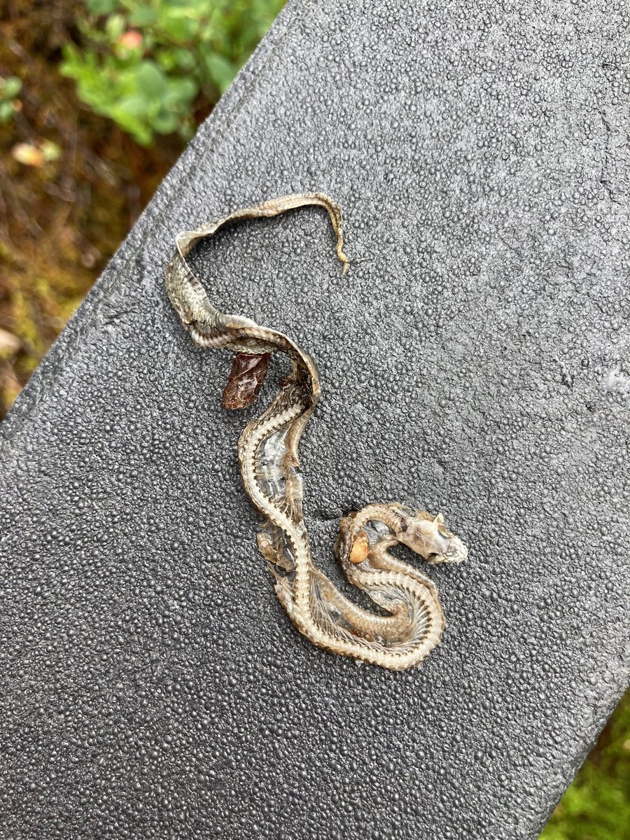 UrbangeoN's tweet photo. #biologi er også gøy i #feltarbeid for #geologi. Denne «karen» klarte seg ikke. #hoggorm, #buorm eller #stålorm, ikke godt å si. 🇬🇧 Met this fellow when searching for a #sample for #geochemical #mapping. One of the local #snake types, difficult to say which. ❤️ #nature https://t.co/VzusMWyPRY
