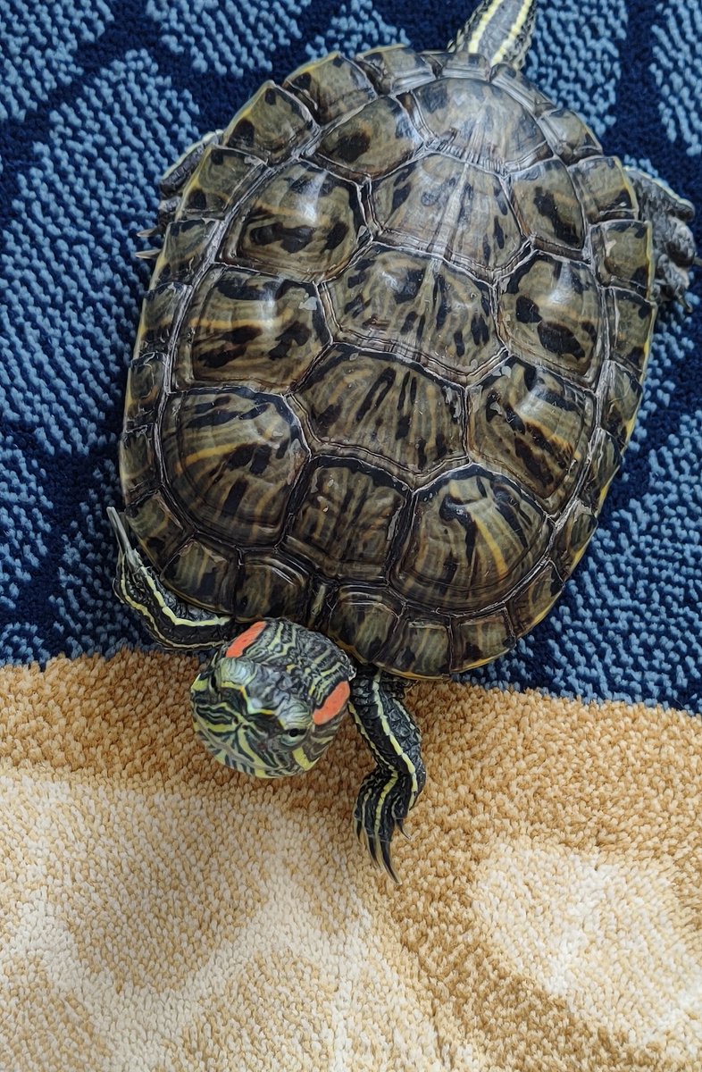 guneslenmeg istiom gunese cigar beni kadin