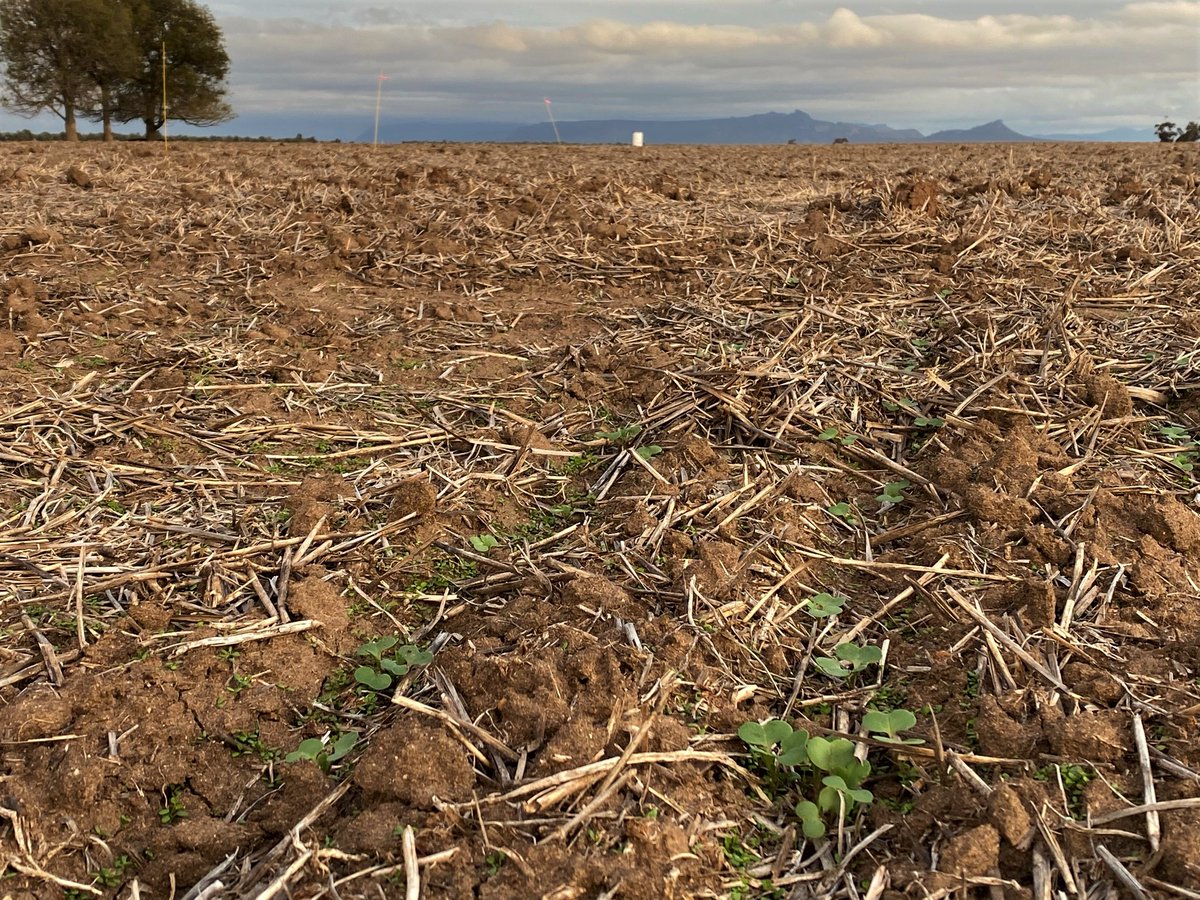 Great to see our 2021 <a href="/PacificSeeds/">Pacific Seeds</a> #Hyola Breeding Research Trials emerging after long time between drinks this season⛈️- Minyip Vic (L) &amp; Drung Vic (R)  with some new #Stacked Technologies for Growers. Thanks <a href="/kalyx_australia/">Eurofins Kalyx</a> <a href="/DavidTabah/">David Tabah ("DT")</a> <a href="/AgMannes/">Anton Mannes</a> <a href="/hurgl1/">Tim Wilmshurst</a> #GrowingPossibilities
