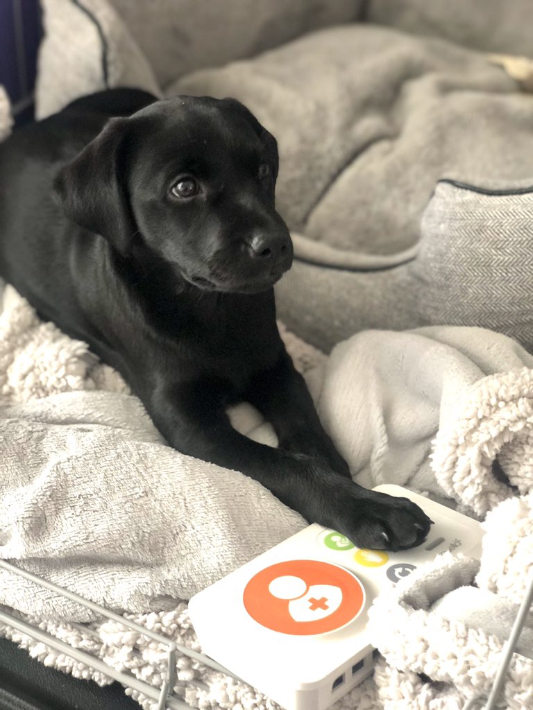 Meet our new office dog, Lil 🐶 

The question is who’s desk will she sit at .. 😀

#puppy #officedog #caretechnology #socialcare #carehomes