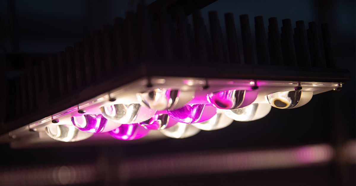 INDO Horticulture tweet media