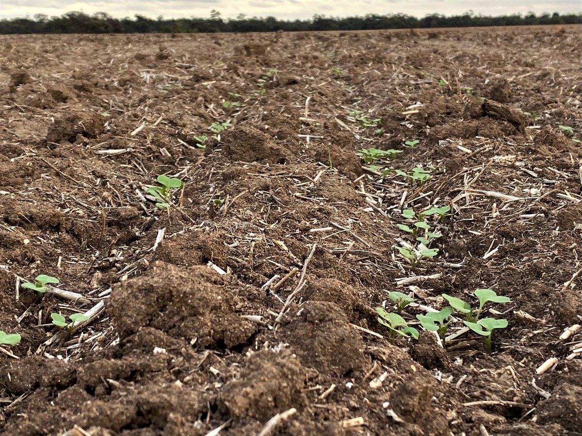 Nice even emergence of our Advanced Genetics  <a href="/PacificSeeds/">Pacific Seeds</a> 2021 #Hyola Hybrid Canola Breeding Research Trial near Rupanyup Vic - Local Data for Growers &amp; Advisors. Thanks <a href="/AgXtra/">AgXtra</a> <a href="/DavidTabah/">David Tabah ("DT")</a> <a href="/AgMannes/">Anton Mannes</a> <a href="/hurgl1/">Tim Wilmshurst</a> #GrowingPossibilities <a href="/schilgee/">iKarl iSchilg</a> <a href="/SteveLamb6/">Steve Lamb</a> <a href="/dingo_dan001/">Dan McGrath</a> <a href="/rporter_ag/">Richard Porter</a>