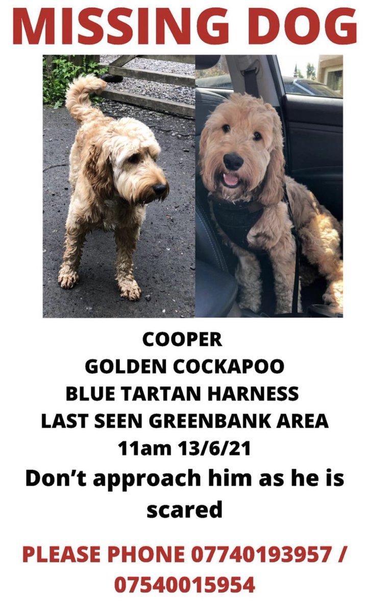 Please share as far and wide as possible. Cooper has been missing since Sunday morning and no sightings of him! 🤞🏼🙏🏼