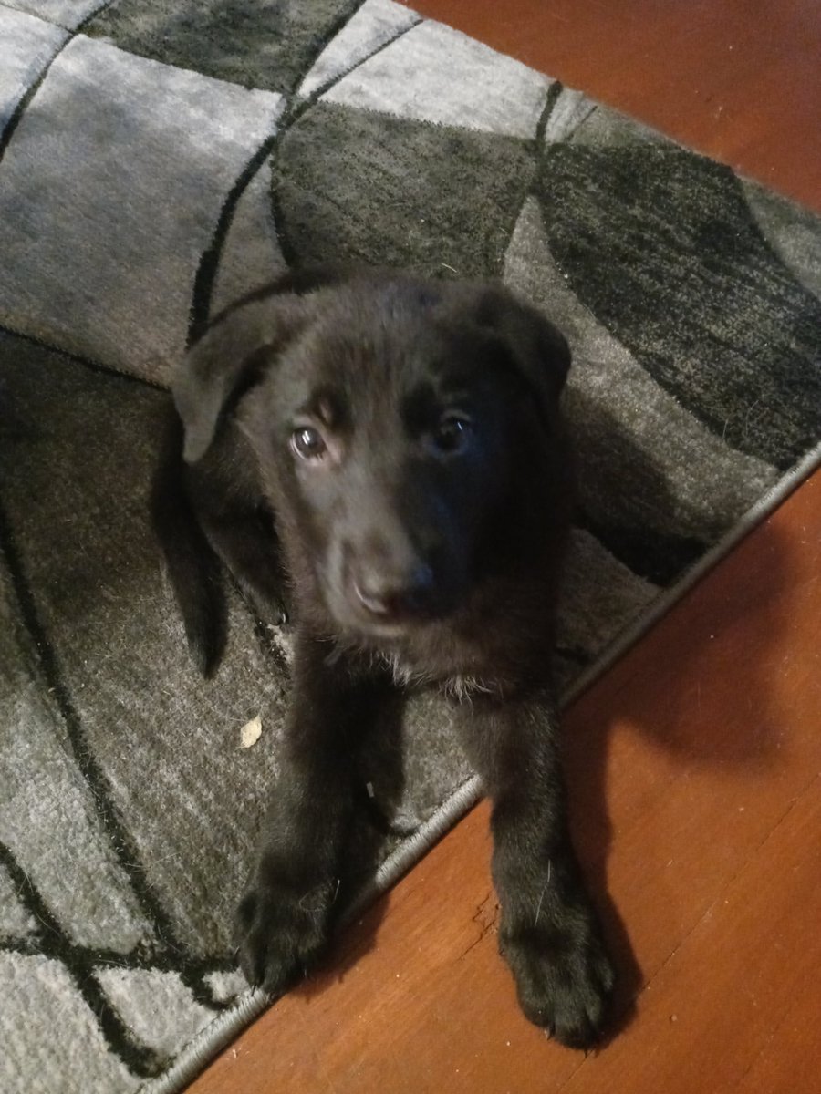 IMayBeReckless's tweet photo. Soooo, I Got A Puppy 2 Weeks Ago. And Just Recently Rescued A Kitten From Work That Was In Bad Shape About A Week Ago. This Was Not Part Of The Plan. But I’m Happy With Them. https://t.co/wbkbAoly5Z