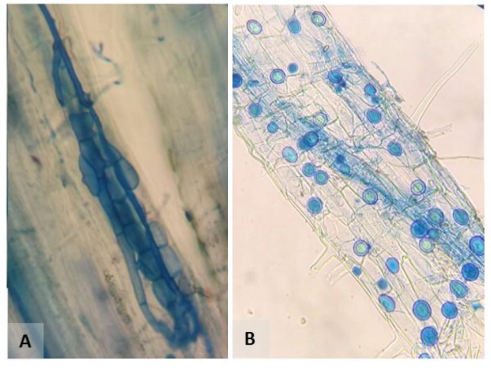 L_Matias_'s tweet photo. New pub showing drought & warming effect on mycorrhizal communities. Lead by Nacho Pérez-Ramos in col with @IRNAS_CSIC @BiologiaUS @InvestigaUS #MEADCLIM
Direct and indirect effects of global change on mycorrhizal associations of savanna plant communities https://t.co/yyqBbaja3f https://t.co/Ir5mPFqWgW