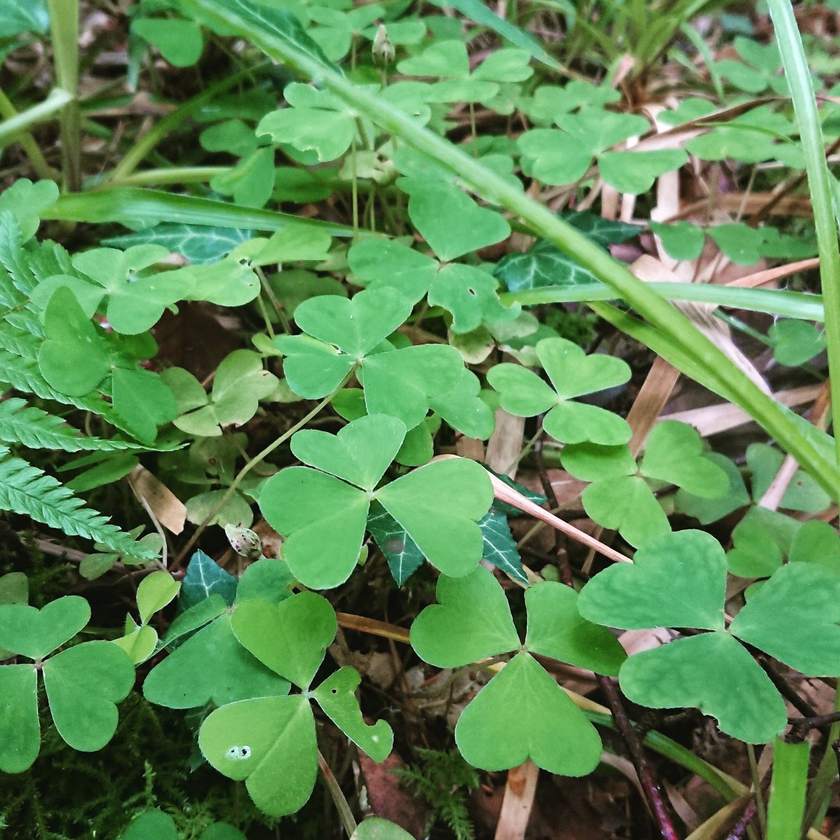 Morning foraging, lovely wood sorel for later on with our fish of the day @therosskillarney #cheflife #foraging #fishoftheday