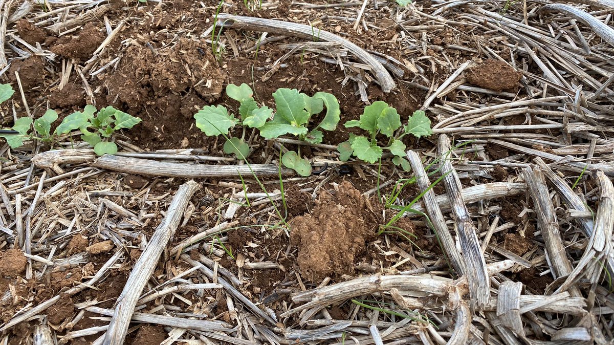 First spray on the TruFlex trial at <a href="/MidNorthHRZ/">Mid North HRZ</a> has gone out. Times at the first flush of weeds are at 1-2 leaf. #BayerTrials #RoundupReadyCropsAU