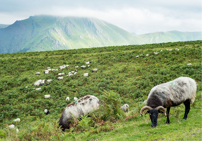 INRAE_Tlse's tweet photo. 🐑🧬Quand la #sélectiongénétique conserve les traditions 
🎙️ 🗣️Retrouvez l'interview d'@AndresLegarra, agronome "basque, navarrais et espagnol", olé! 😉
Il revient sur ce projet de préservation des races autochtones : les #latxa et les #manech !

🔗https://t.co/bmMVtOqX5o https://t.co/jQKHGD2Pd8