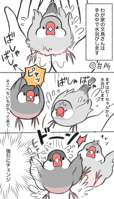 文鳥マンガ「強引アタック!」

#buncho #文鳥 