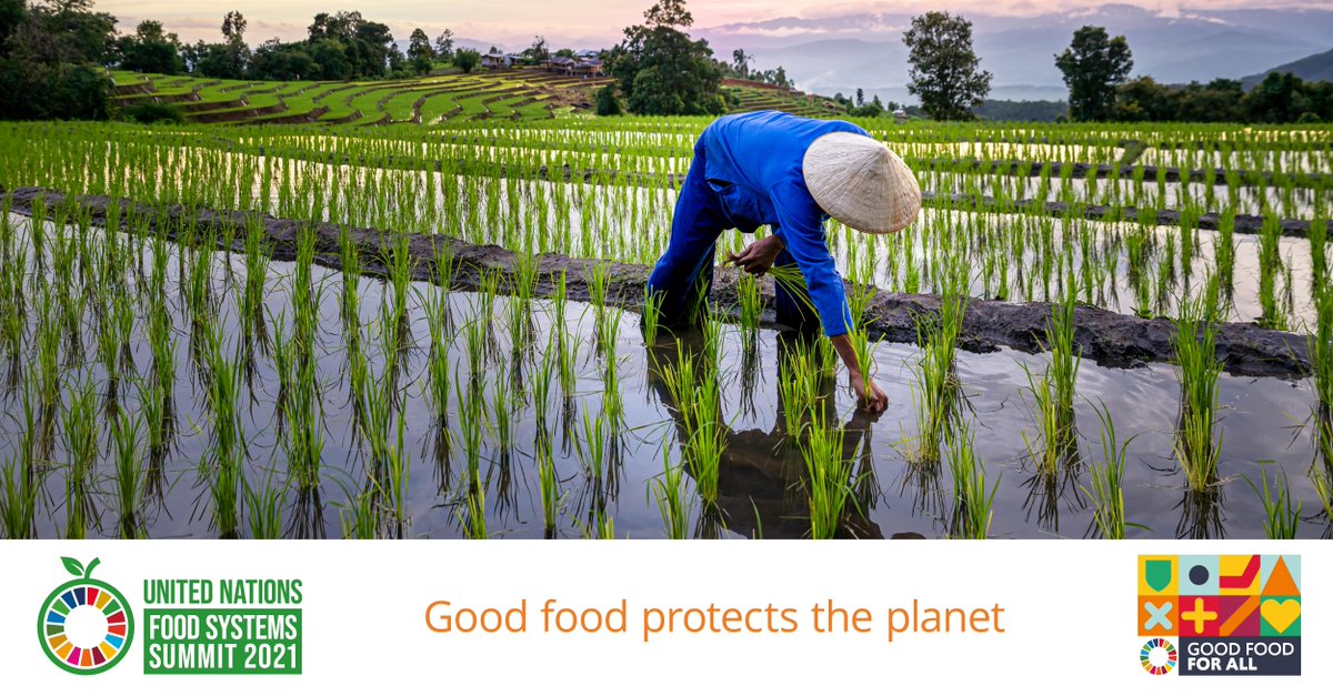 FoodSystems's tweet photo. #GoodFood4All not only benefits humans, but also the planet at large and ALL of its inhabitants 🌏

✅  🐛 
✅ 🕷️
✅ 🐁
✅ 🐘
✅ 🦉

What does 'good food' mean to you?

Share your views in a 1-minute video!

▶️ https://t.co/sRCySdaglc https://t.co/rqxA2Xy188