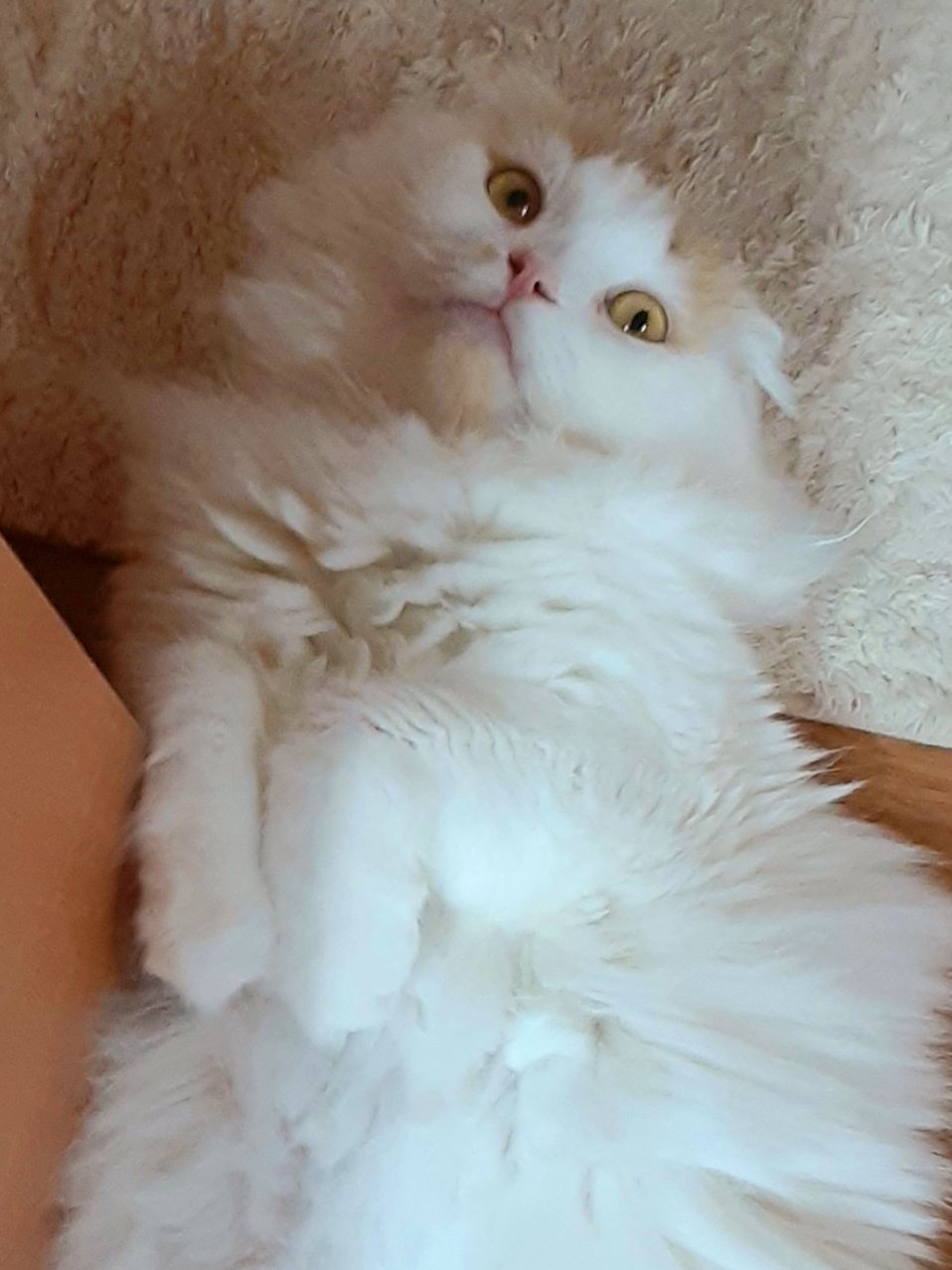 猫カフェちぐら 今日の猫カフェちぐら 新潟 猫 猫カフェ スコティッシュ ルイ T Co Hk85kzoz6c Twitter